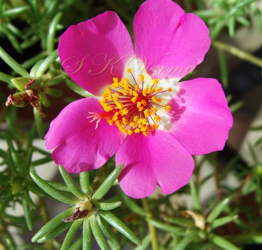  Flower